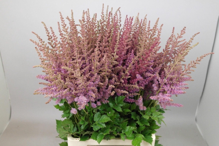 <h4>Astilbe Black And Blue</h4>