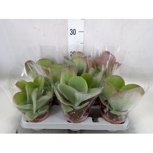 Kalanchoe NF thyrsiflora 'Red Lips'