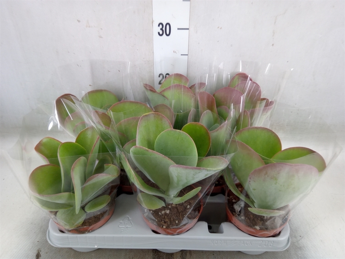 <h4>Kalanchoe NF thyrsiflora 'Red Lips'</h4>