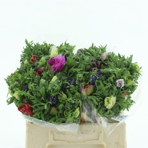 Anem Co Fullstar Gem