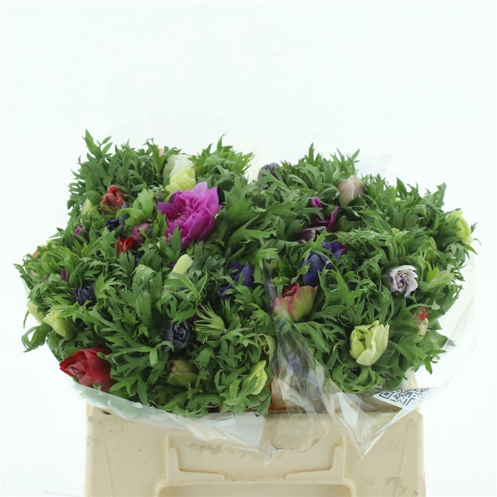 <h4>Anem Co Fullstar Gem</h4>