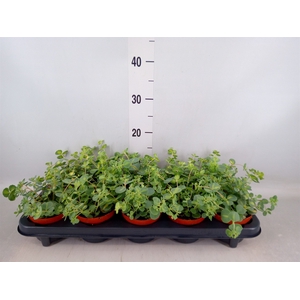 Sedum sieboldii 'Mediovariegatum'