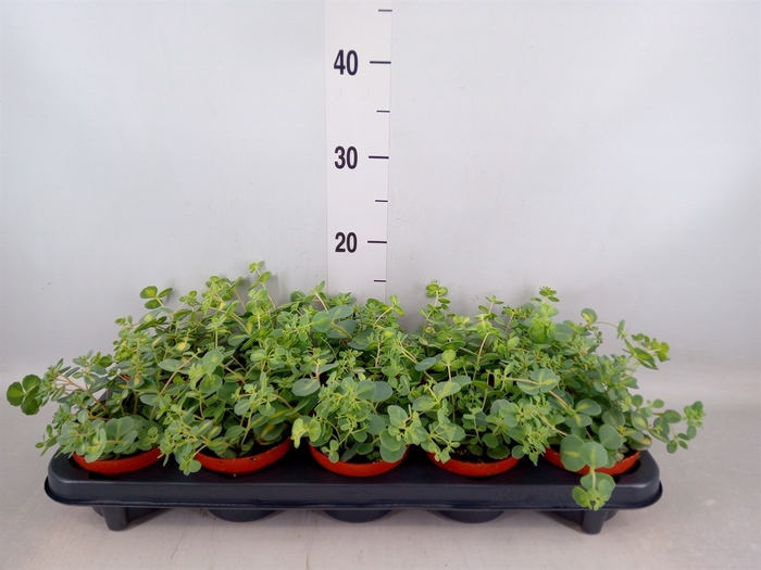 <h4>Sedum sieboldii 'Mediovariegatum'</h4>