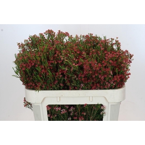 Chamelaucium My Sweet 16