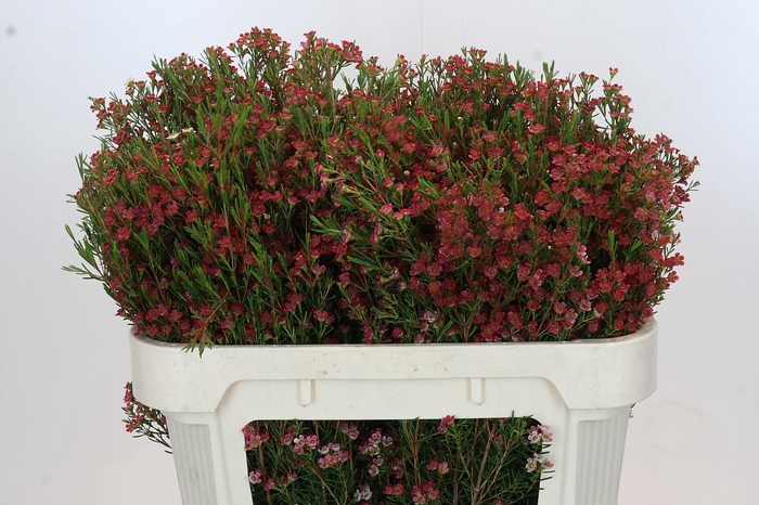 <h4>Chamelaucium My Sweet 16</h4>