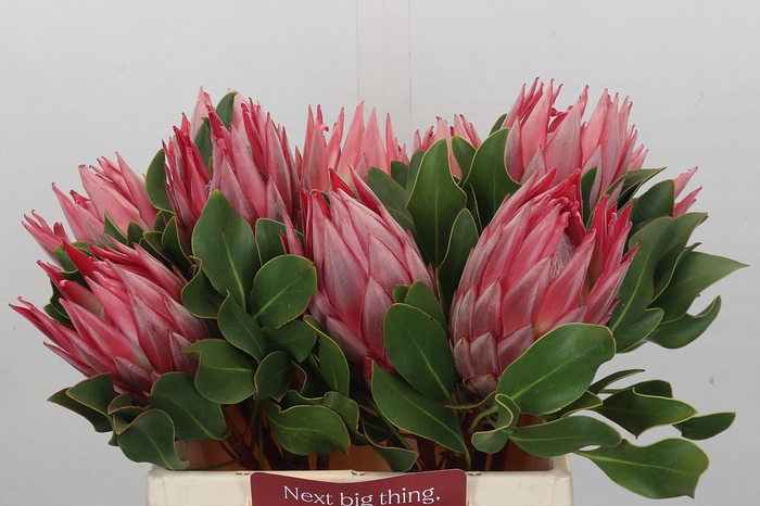 Protea Cynaroides Stellar