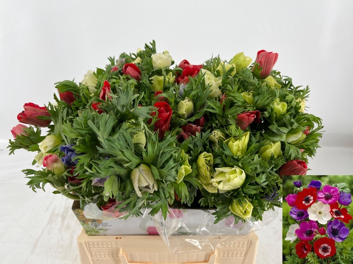 <h4>ANEM CO MAR GEM</h4>