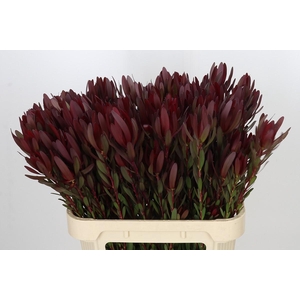 Leucadendron Saf Sunset Dark R.Spray
