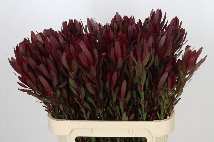 <h4>Leucadendron Saf Sunset Dark R.Spray</h4>