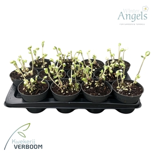 Helleborus niger p12 4+