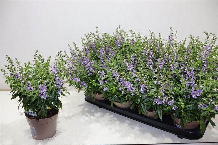 <h4>Ang Se Purple</h4>