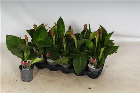 <h4>Canna Can Red Shades</h4>