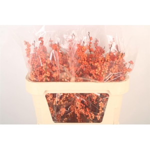 Ilex Verticilata Winter Gold Premium