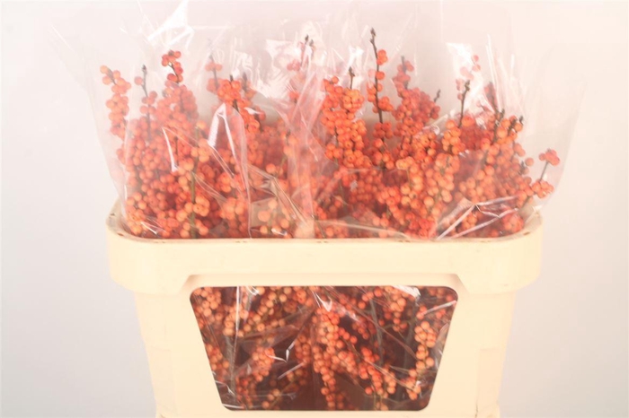 <h4>Ilex Verticilata Winter Gold Premium</h4>