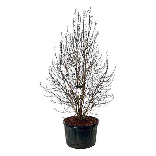 <h4>Magnolia loebneri 'Merrill'</h4>