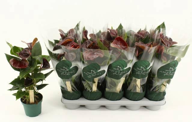 <h4>ANTHU AN ESSENCIA</h4>