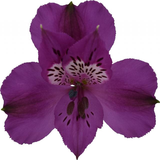 ALSTROEMERIA XANADU 070 CM ROXO