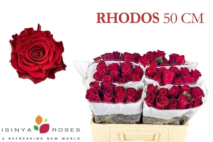 <h4>R GR RHODOS</h4>