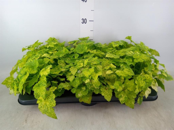 <h4>Tolmiea menziesii ...variegated</h4>