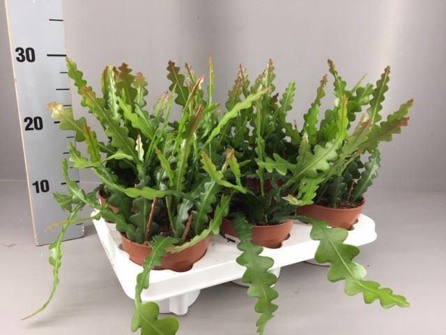 <h4>Epiphyllum anguliger</h4>