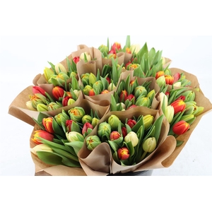 Tu Du Gemengd Orange