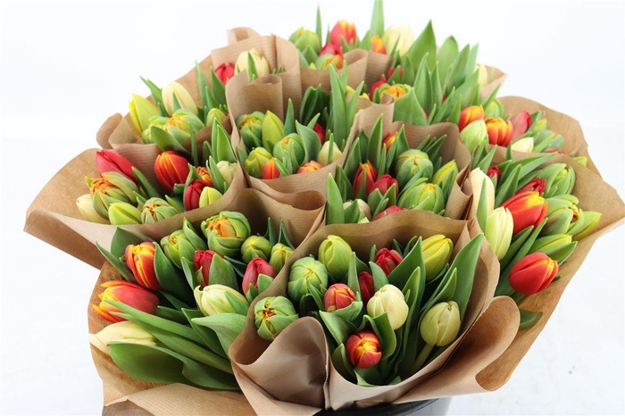 <h4>Tu Du Gemengd Orange</h4>