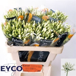 Agap Eyfori White