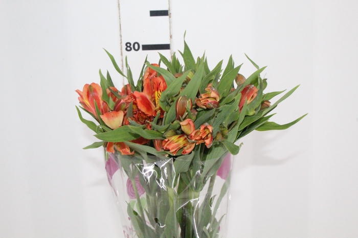 <h4>ALSTROEMERIA ORANGE QUEEN 080 CM</h4>