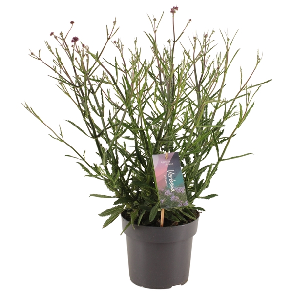 <h4>Verbena bonariensis 'Lollipop' p17 (PT)</h4>