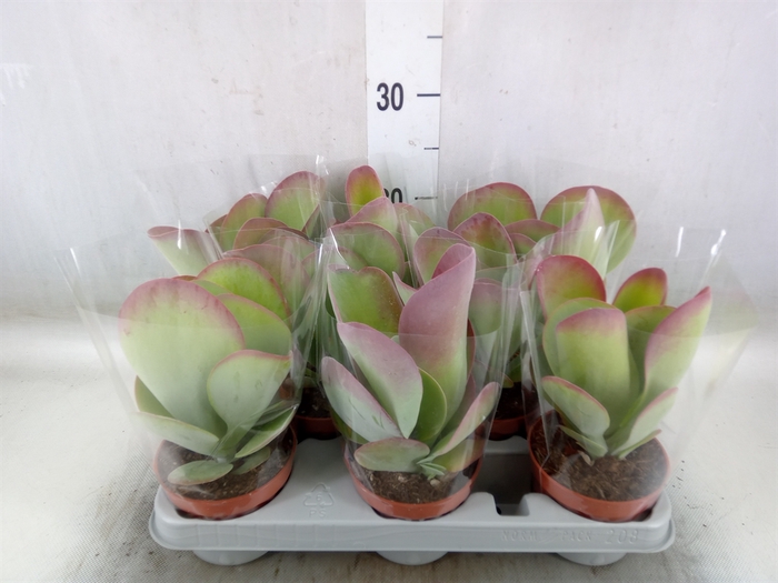 <h4>Kalanchoe NF thyrsiflora 'Red Lips'</h4>