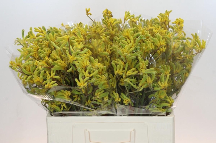 <h4>Anigozanthos Bush Down</h4>