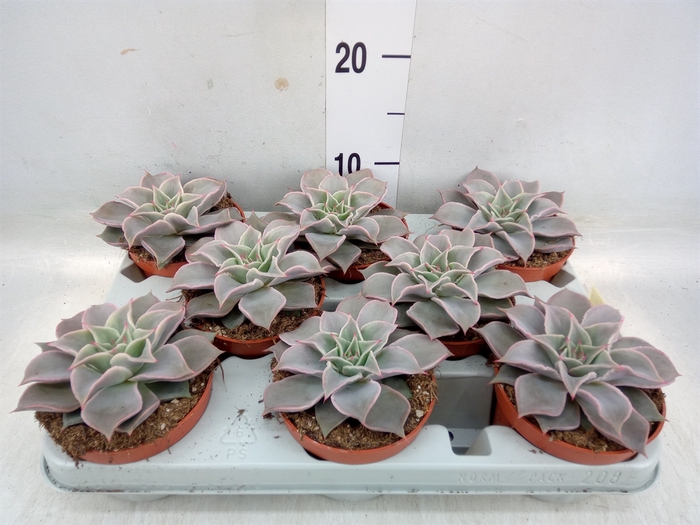 <h4>Echeveria   ...</h4>