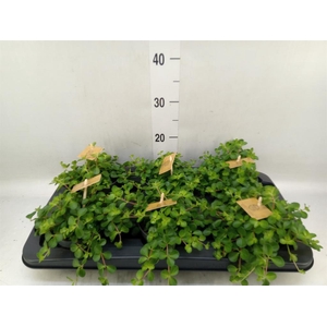 Peperomia rotundifolia