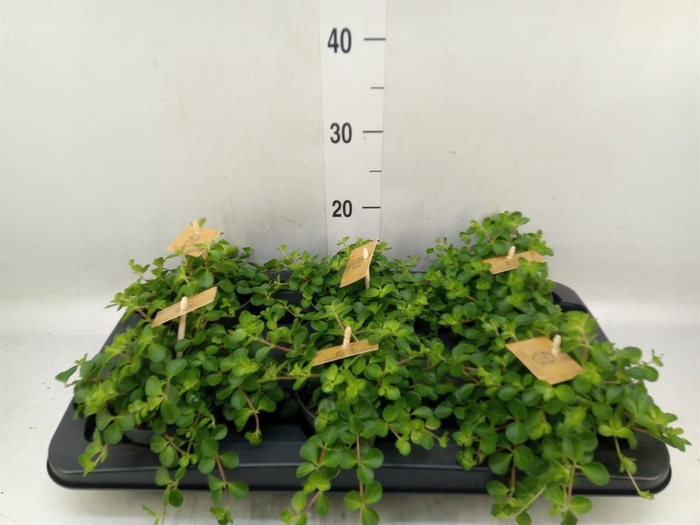 <h4>Peperomia rotundifolia</h4>