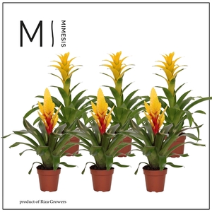 Bromelia Yellow - 12cm | Mimesis