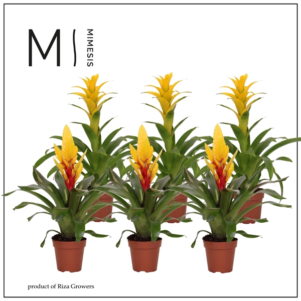 <h4>Bromelia Yellow - 12cm | Mimesis</h4>