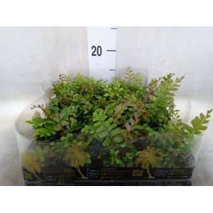 Adiantum raddi. 'Fritz-Luthi'