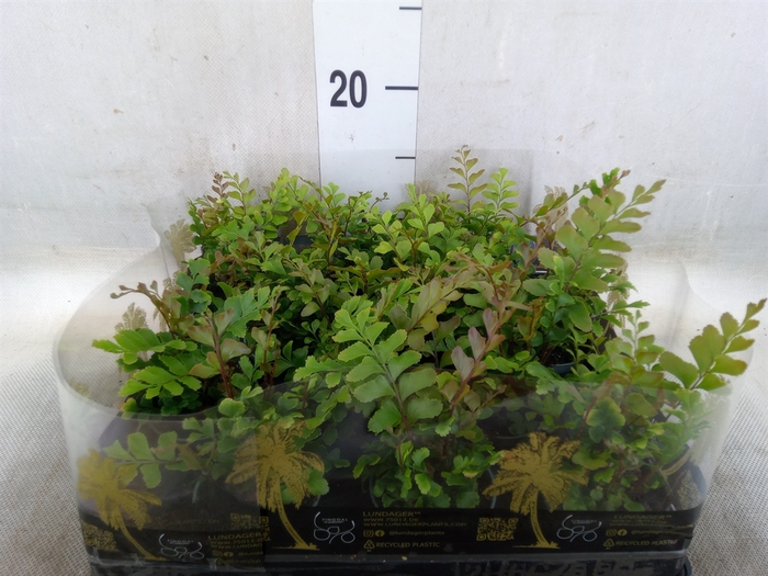 <h4>Adiantum raddi. 'Fritz-Luthi'</h4>
