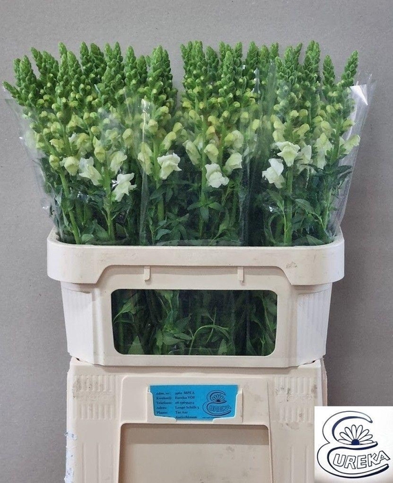 <h4>Antir Nantes White</h4>