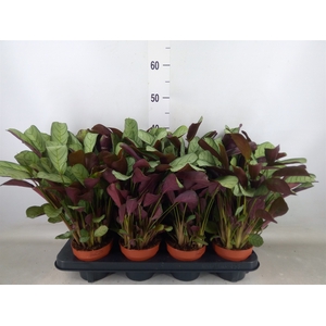 Ctenanthe burle-marxii 'Amagris'