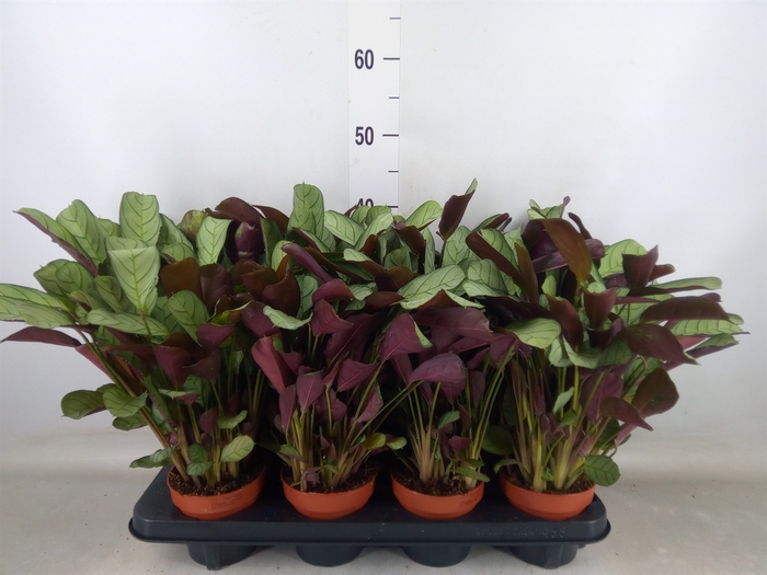 <h4>Ctenanthe burle-marxii 'Amagris'</h4>