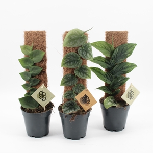 Monstera Dubia & Rhaphidophora Mix