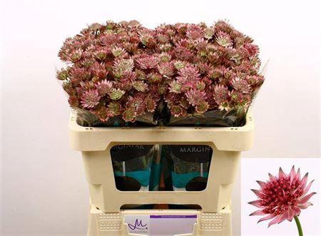 <h4>Astrantia Roma 50cm</h4>