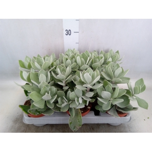 Senecio   ...