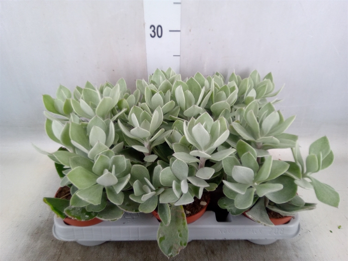 <h4>Senecio   ...</h4>
