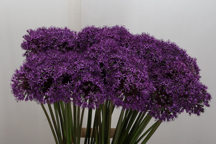 <h4>Allium Statos</h4>