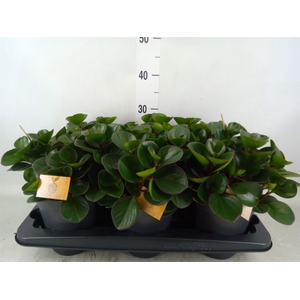 Peperomia obt. 'Burning Bush
