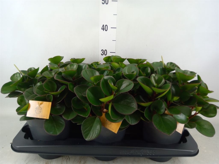 <h4>Peperomia obt. 'Burning Bush</h4>