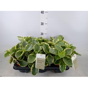 Peperomia obt. 'Variegata'