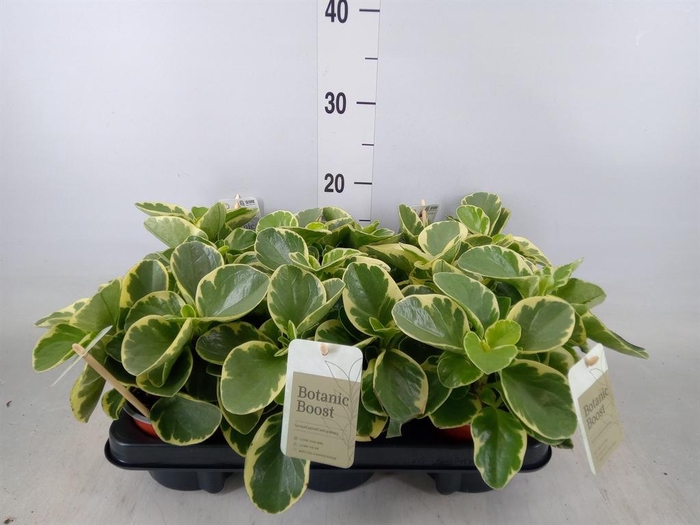 <h4>Peperomia obt. 'Variegata'</h4>